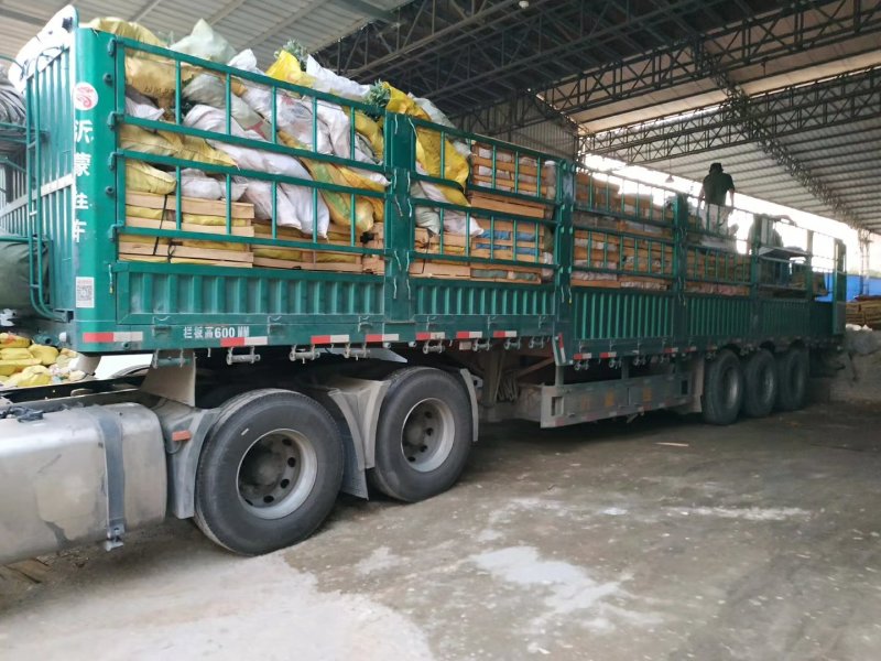 金边瑞香自家苗场福建一手货源品种纯正视频拍照看货全国发货