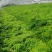 合欢小苗价格美丽量大从优先到先得诚信经营