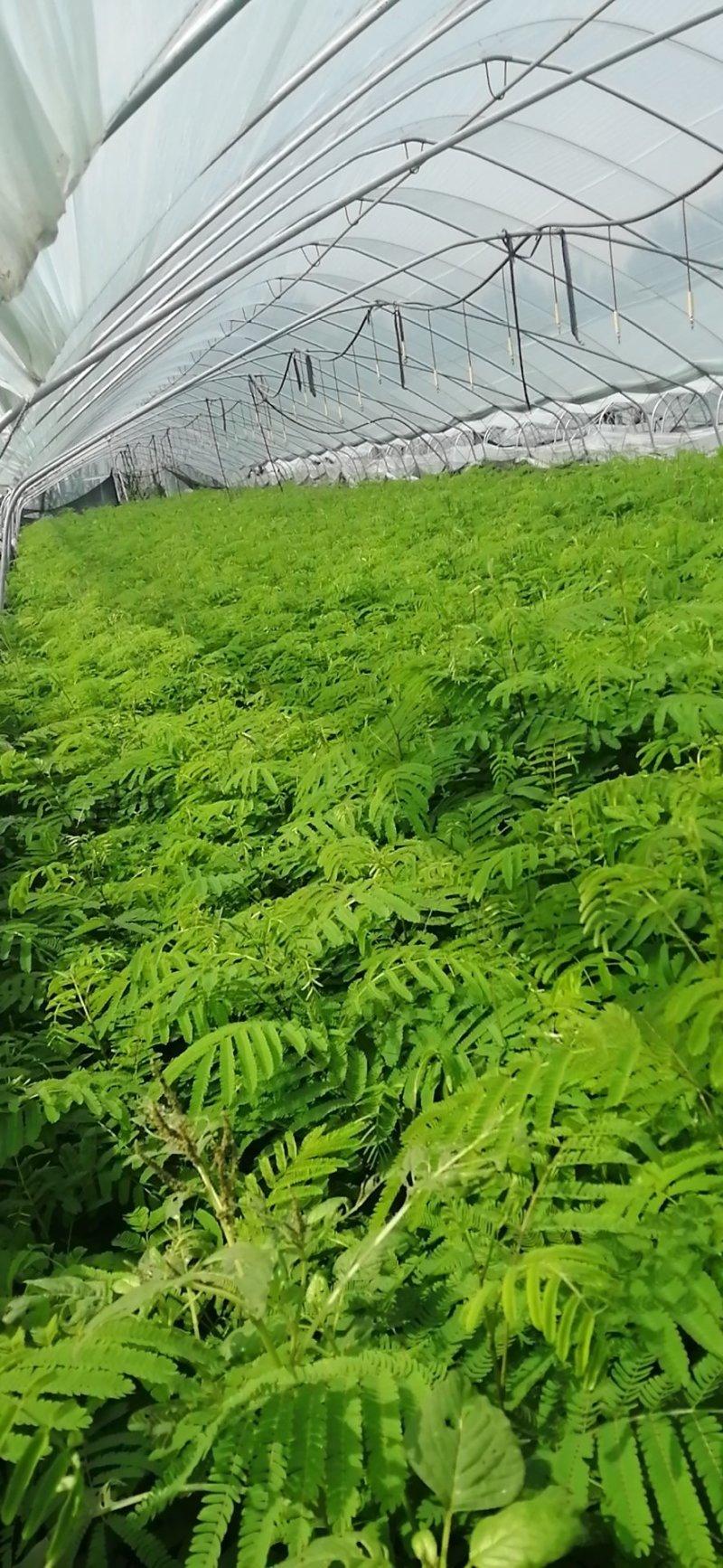 合欢小苗价格美丽量大从优先到先得诚信经营