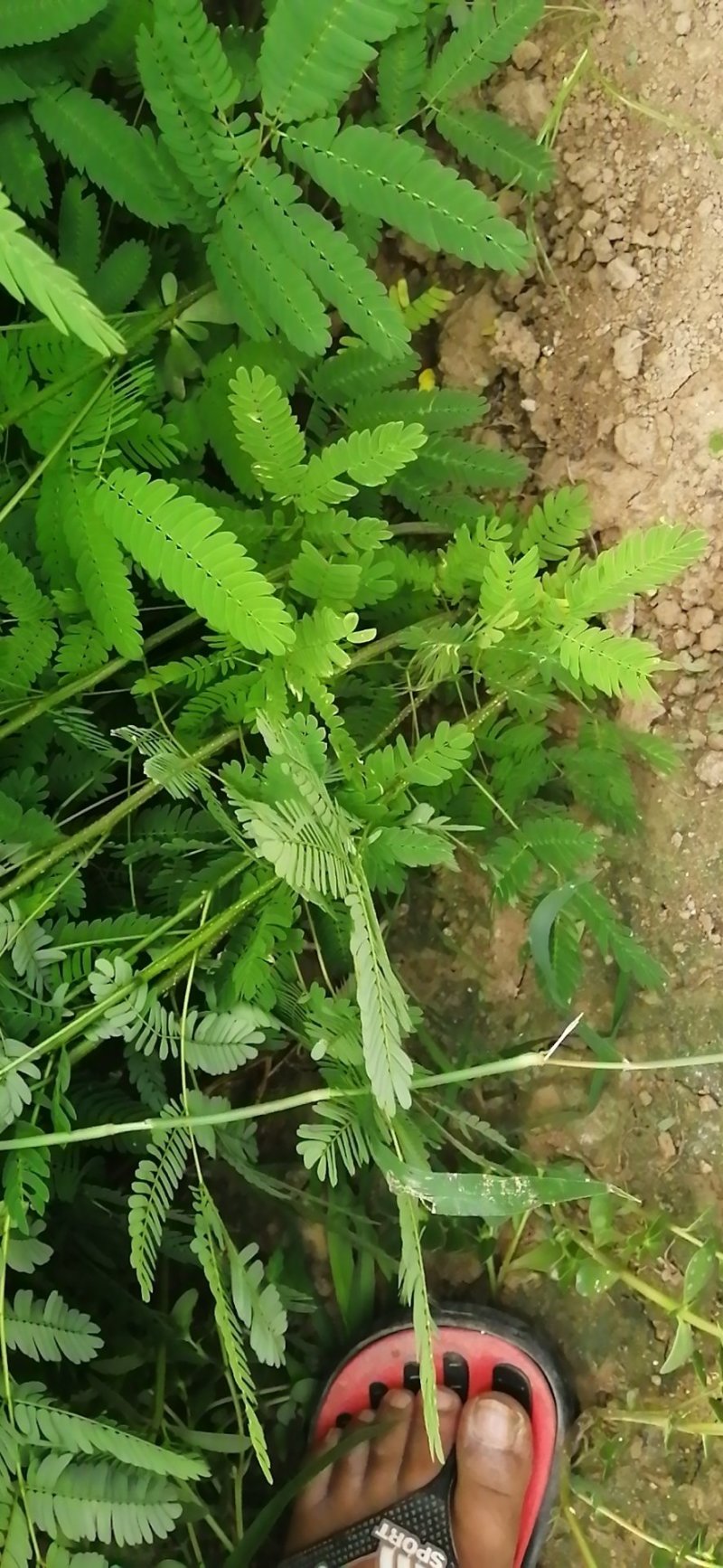 合欢小苗价格美丽量大从优先到先得诚信经营