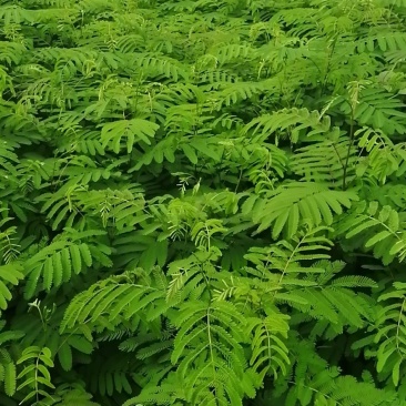 合欢小苗价格美丽量大从优先到先得诚信经营