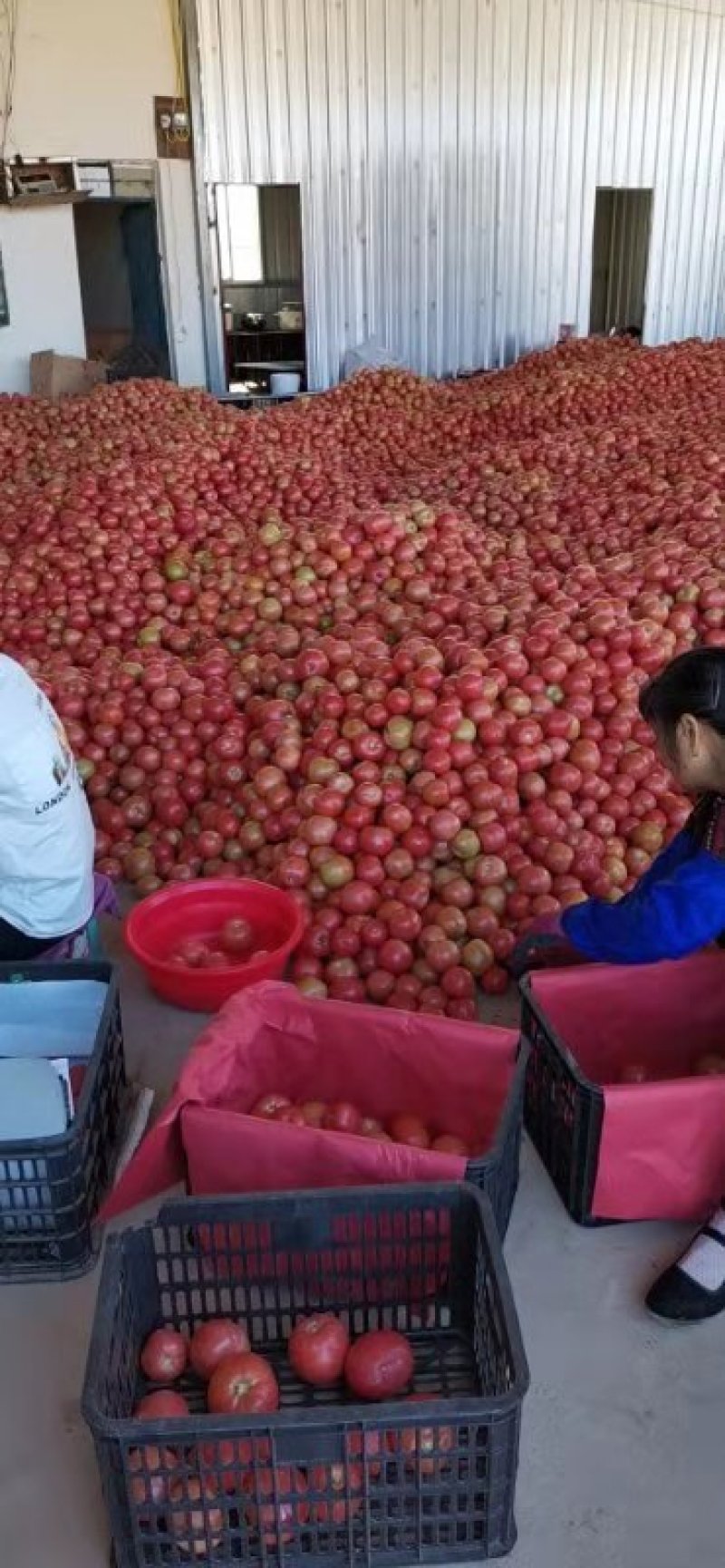 元谋蔬菜露天西红柿粉果。。。。。。。。。