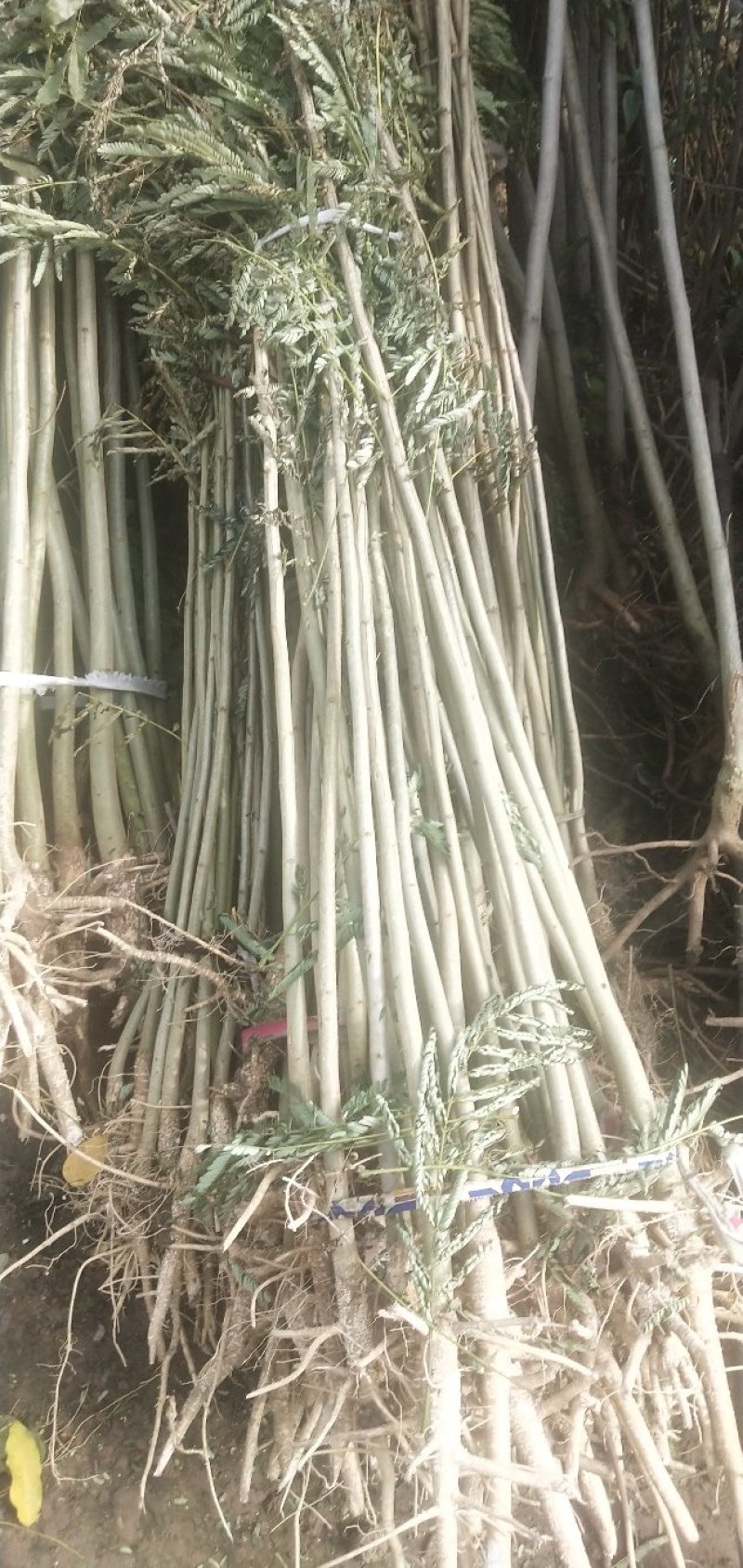 合欢-芙蓉花夏季开花雍容华贵花量大花期长，量大从优