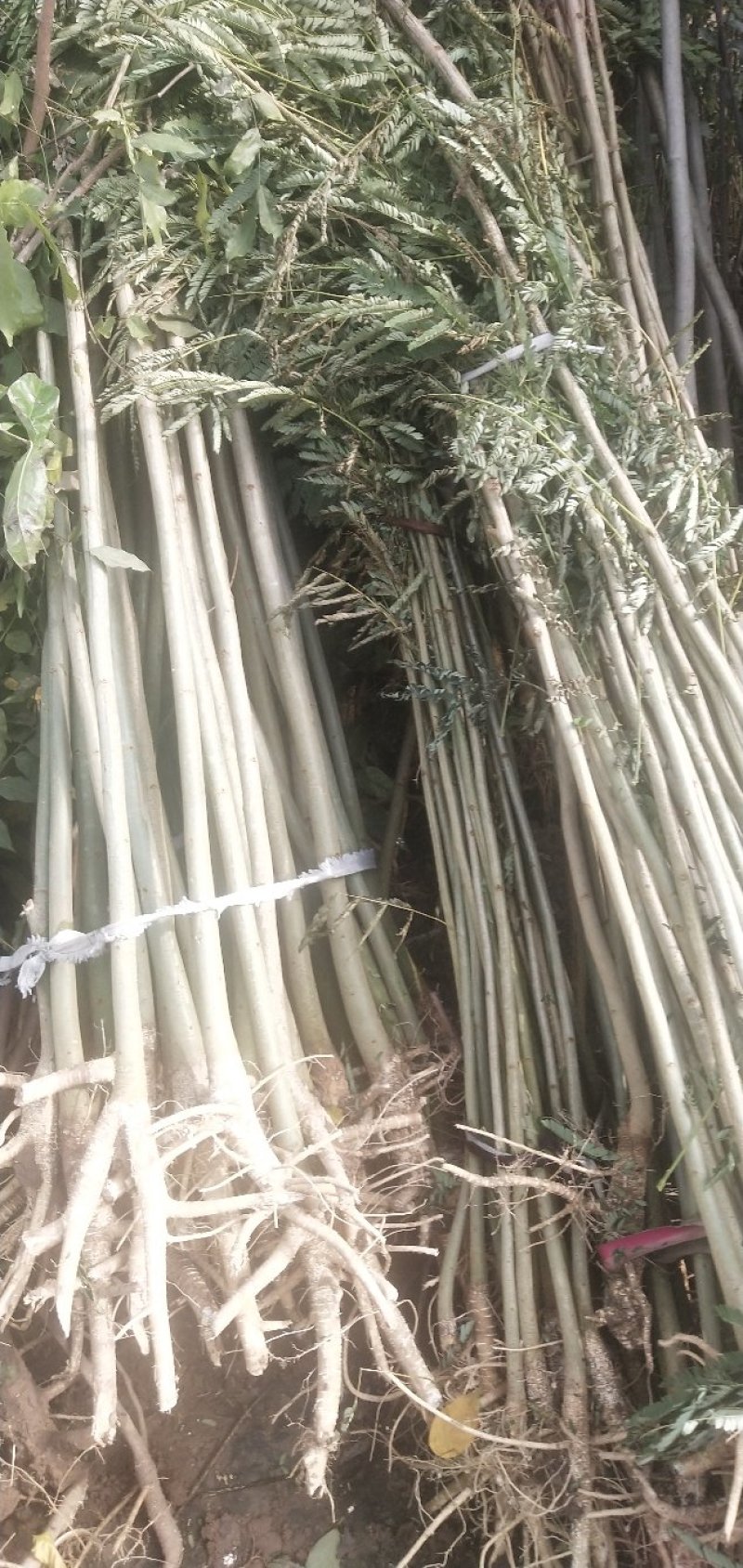 合欢-芙蓉花夏季开花雍容华贵花量大花期长，量大从优
