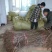 枣树苗潘枣苗冬枣苗冰糖枣枣树苗早熟伏脆蜜枣树苗