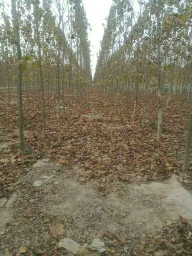 10公分12公分15公分法桐量大价格便宜