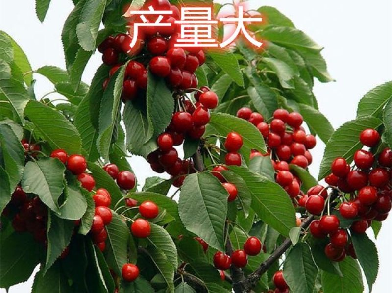 俄罗斯八号布鲁克斯基地直发成活率高真品种真大樱桃高产量