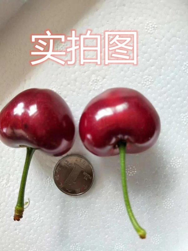 俄罗斯八号布鲁克斯基地直发成活率高真品种真大樱桃高产量