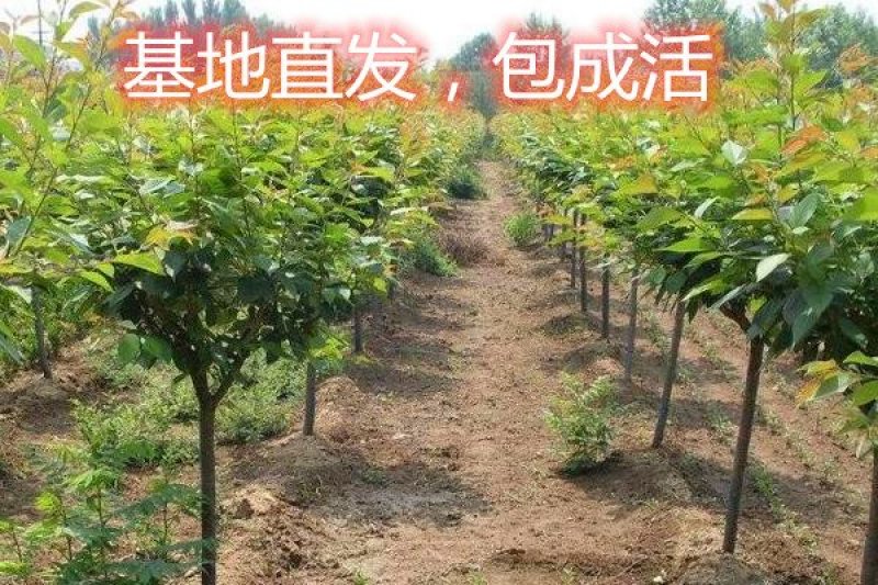 俄罗斯八号布鲁克斯基地直发成活率高真品种真大樱桃高产量
