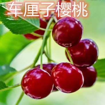 俄罗斯八号布鲁克斯基地直发成活率高真品种真大樱桃高产量