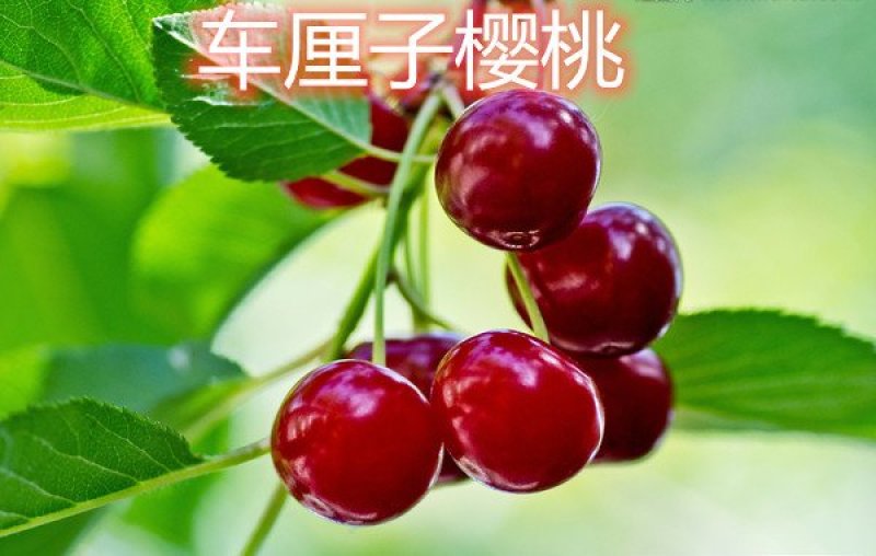 俄罗斯八号布鲁克斯基地直发成活率高真品种真大樱桃高产量