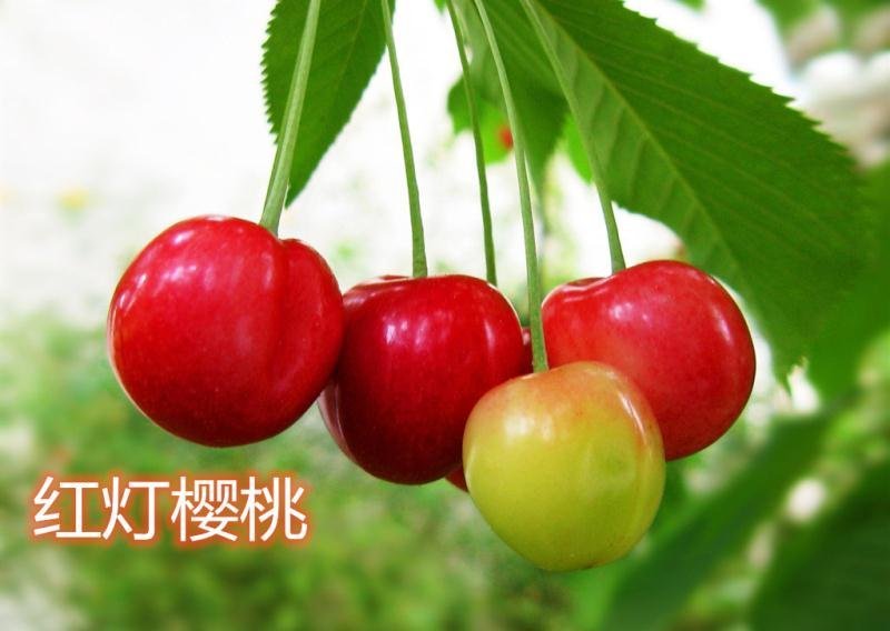 俄罗斯八号布鲁克斯基地直发成活率高真品种真大樱桃高产量
