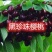 俄罗斯八号布鲁克斯基地直发成活率高真品种真大樱桃高产量
