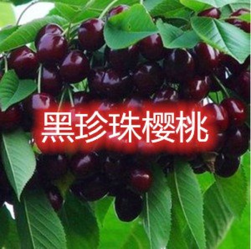 俄罗斯八号布鲁克斯基地直发成活率高真品种真大樱桃高产量