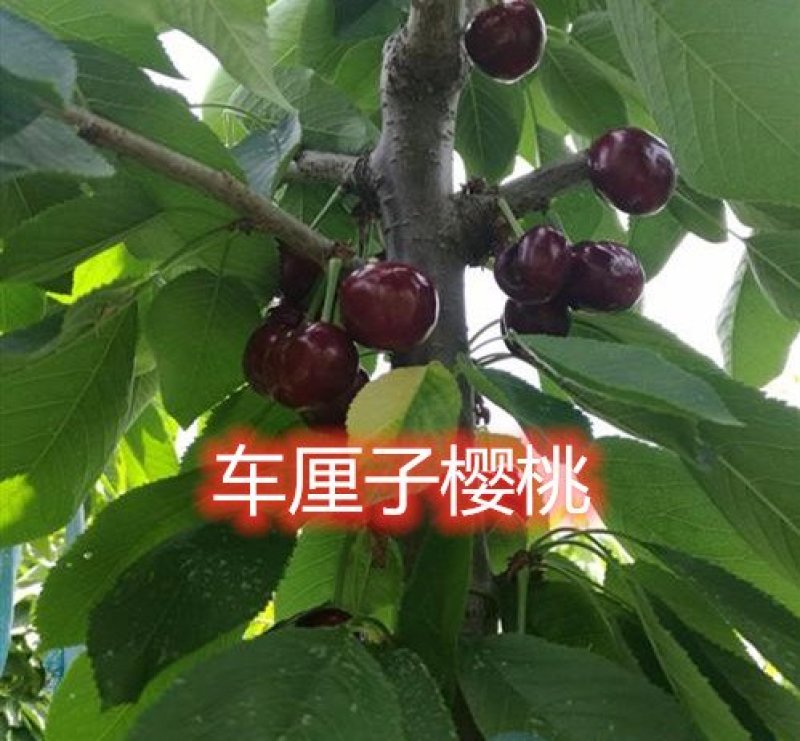俄罗斯八号布鲁克斯基地直发成活率高真品种真大樱桃高产量