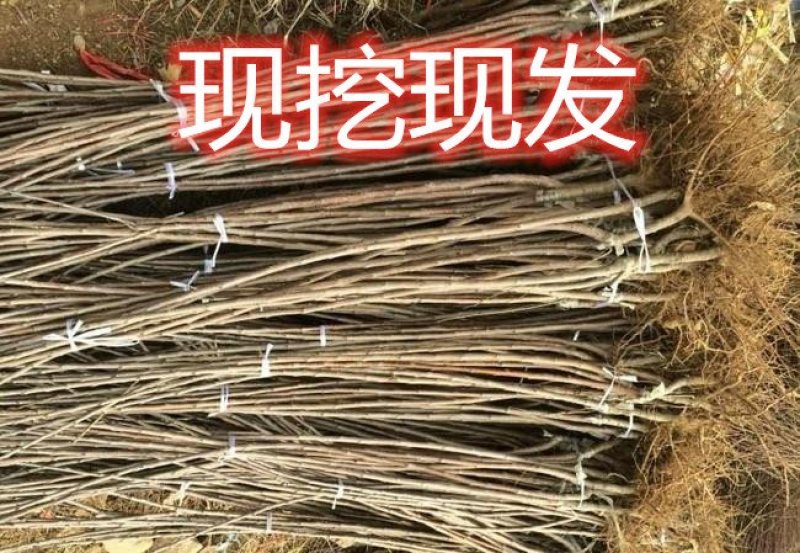 俄罗斯八号布鲁克斯基地直发成活率高真品种真大樱桃高产量