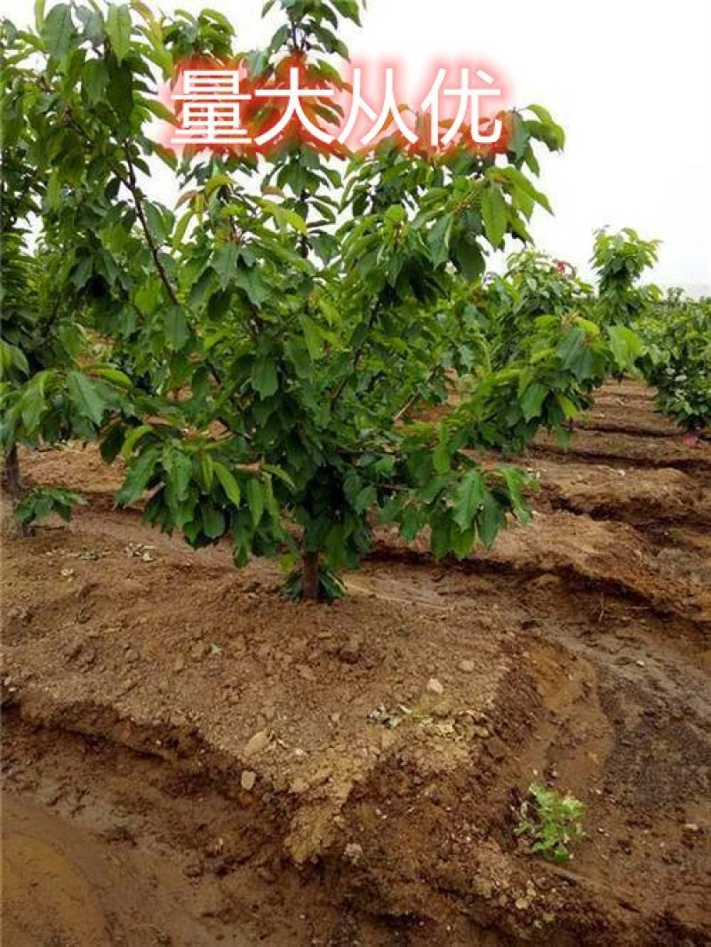 俄罗斯八号布鲁克斯基地直发成活率高真品种真大樱桃高产量
