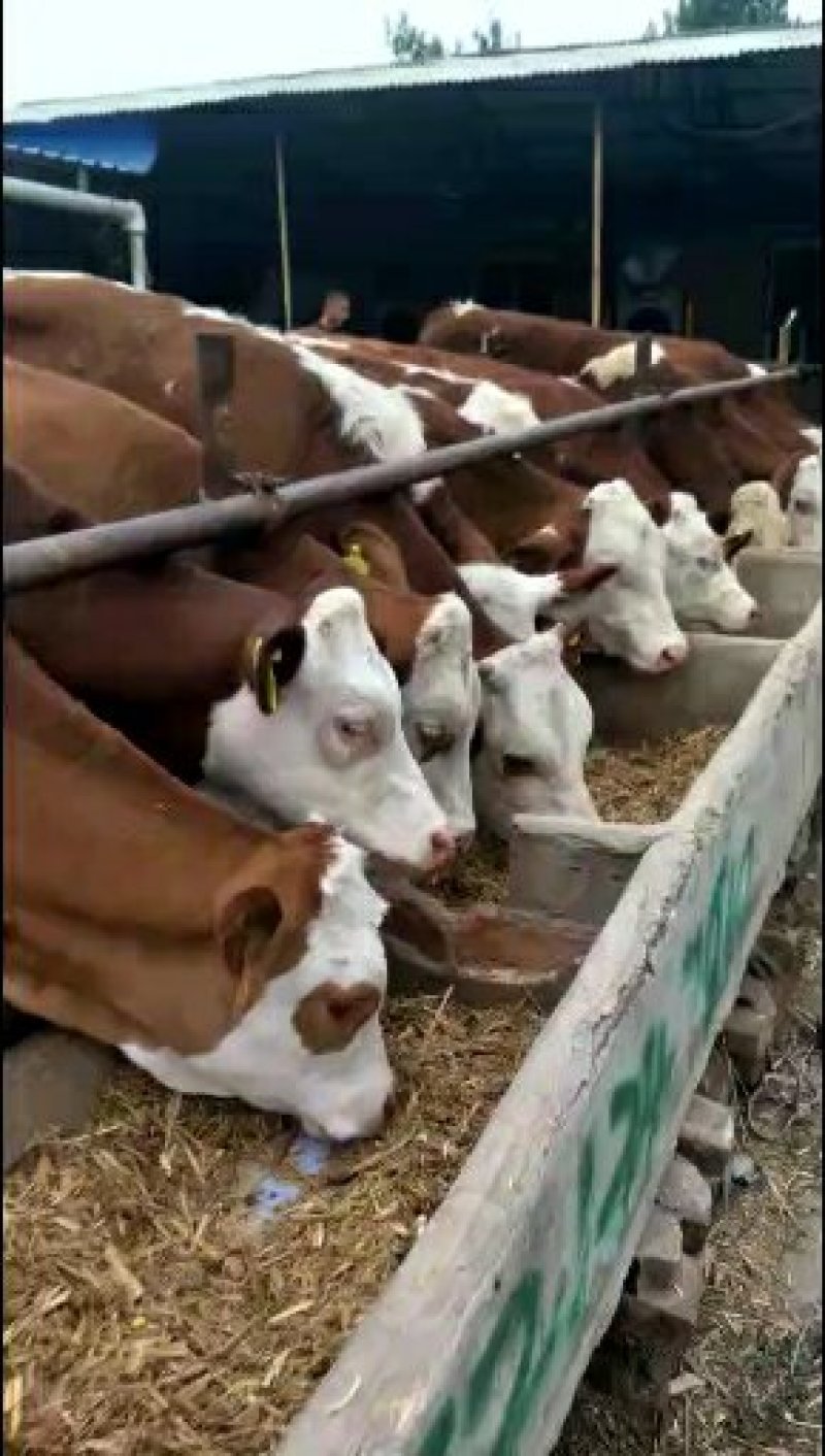 优质西门塔尔肉牛犊出售【诚信经销】