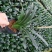君子兰特价苗种植户直销一手货源货量充足运费便宜视频看苗