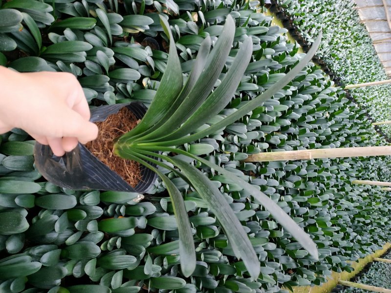 君子兰特价苗种植户直销一手货源货量充足运费便宜视频看苗