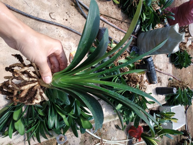 君子兰特价苗种植户直销一手货源货量充足运费便宜视频看苗