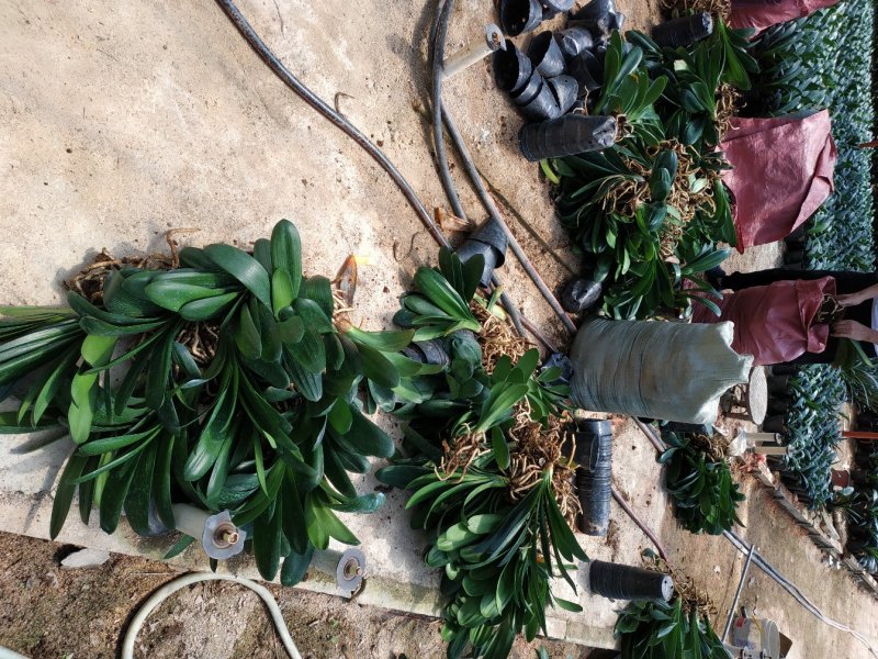 君子兰特价苗种植户直销一手货源货量充足运费便宜视频看苗