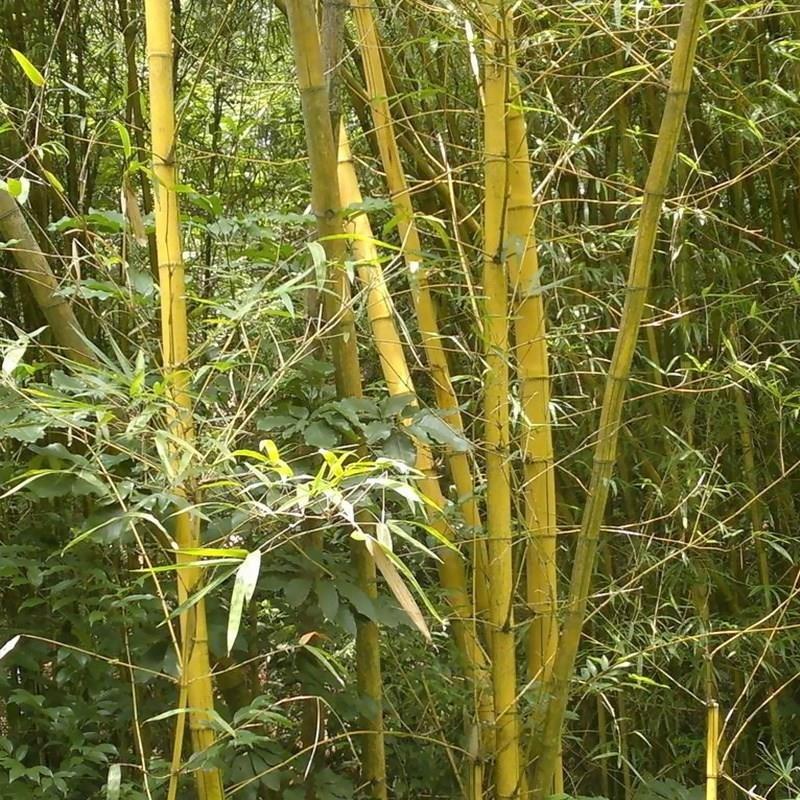金镶玉竹紫竹庭院种植四季常青地栽绿化植物黄金竹毛竹
