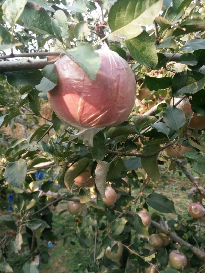 山东膜袋红富士苹果基地批发