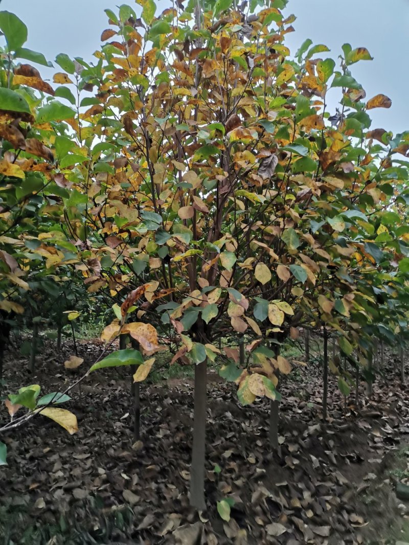 红白黄玉兰5-10大量供应