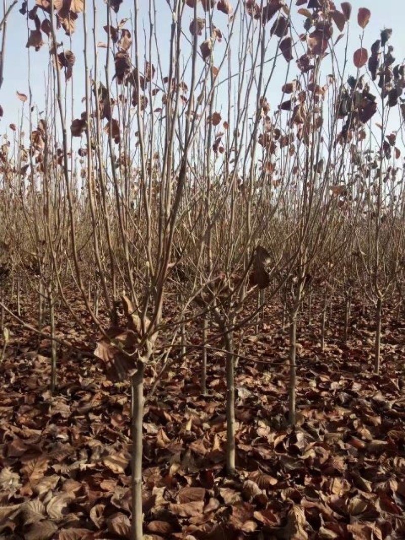 红白黄玉兰5-10大量供应