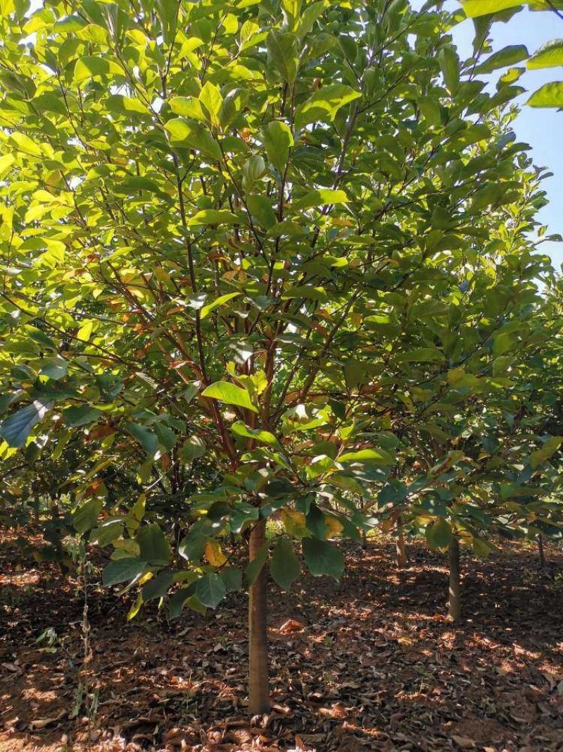红白黄玉兰5-10大量供应