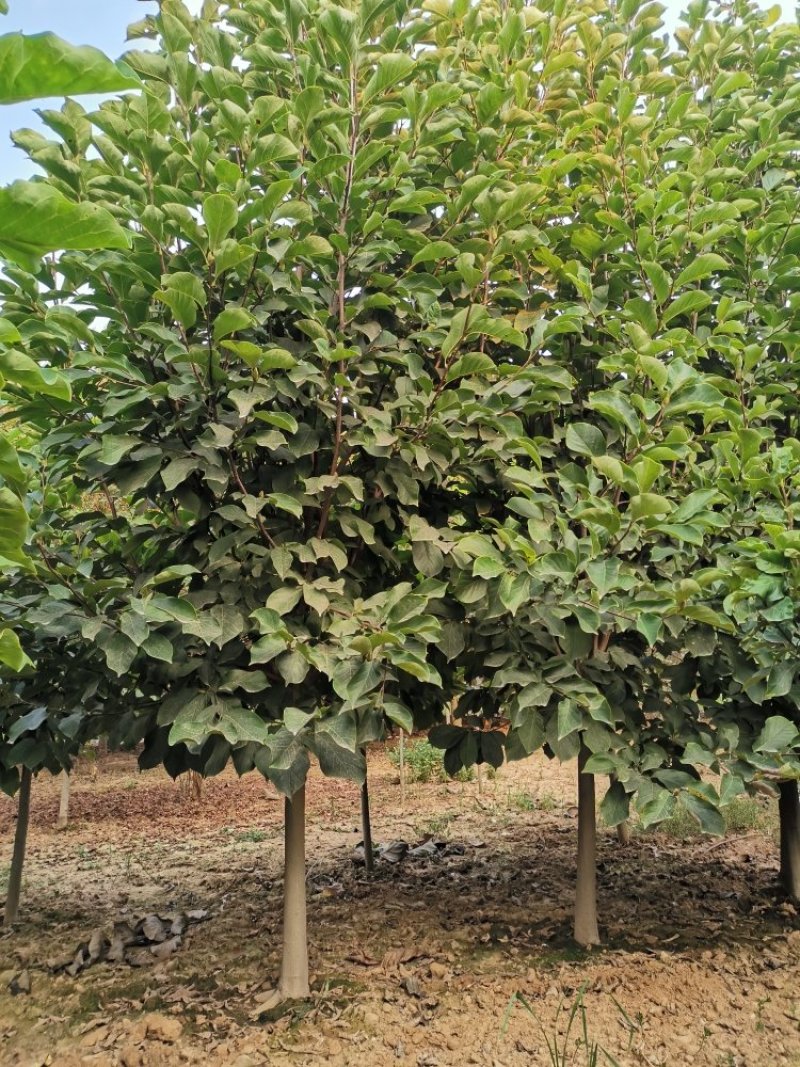 红白黄玉兰5-10大量供应