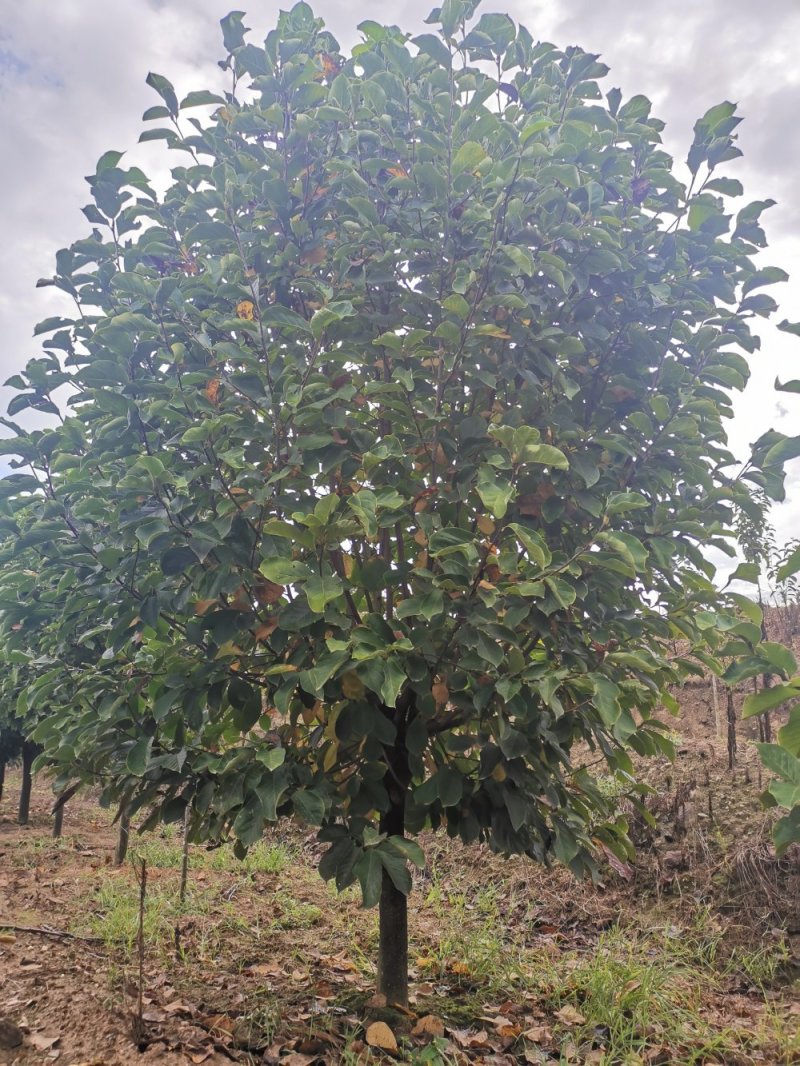 红白黄玉兰5-10大量供应