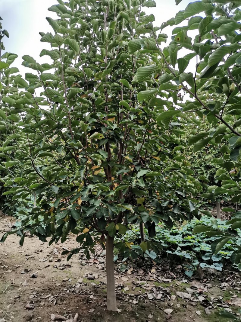 红白黄玉兰5-10大量供应