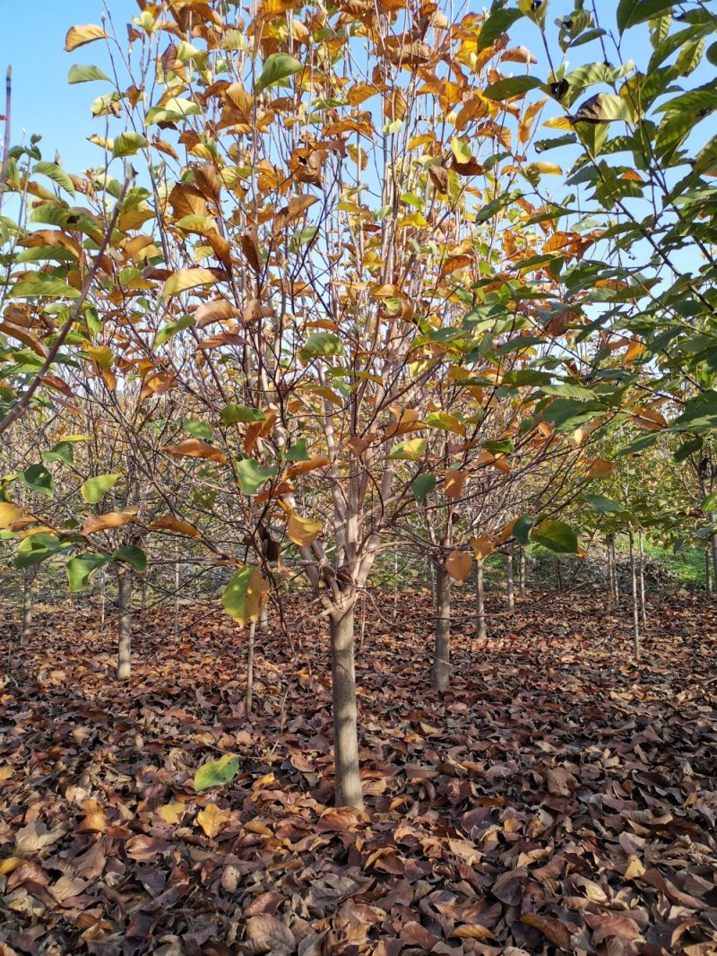 红白黄玉兰5-10大量供应