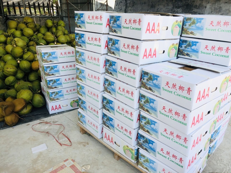 海南文昌椰子去皮椰青孕妇适用一件代发送开椰器