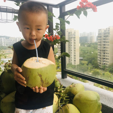 海南文昌椰子去皮椰青孕妇适用一件代发送开椰器