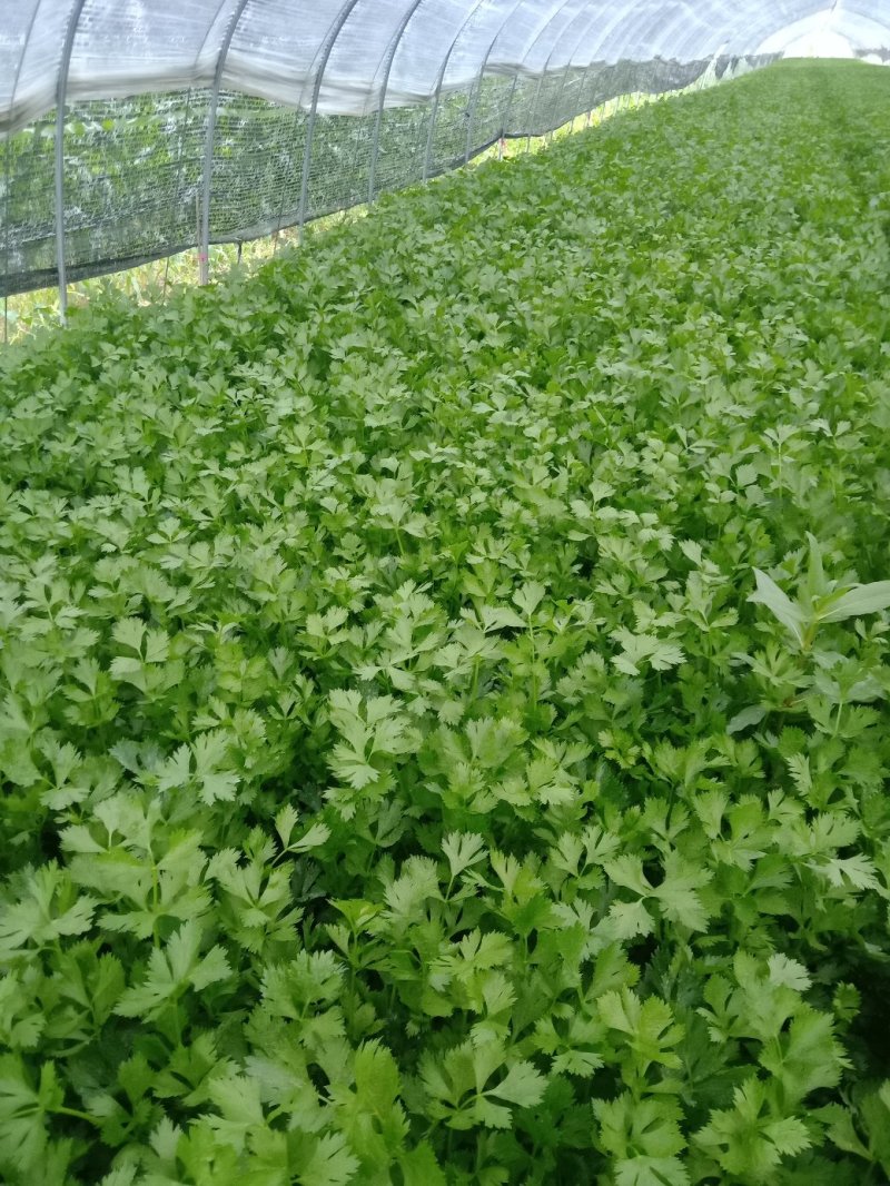 捌捌陆种植合作社