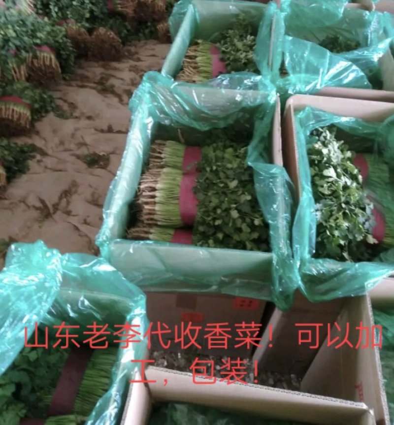 【香菜】代发代收代存【毛菜】全国各地！！山东老李！