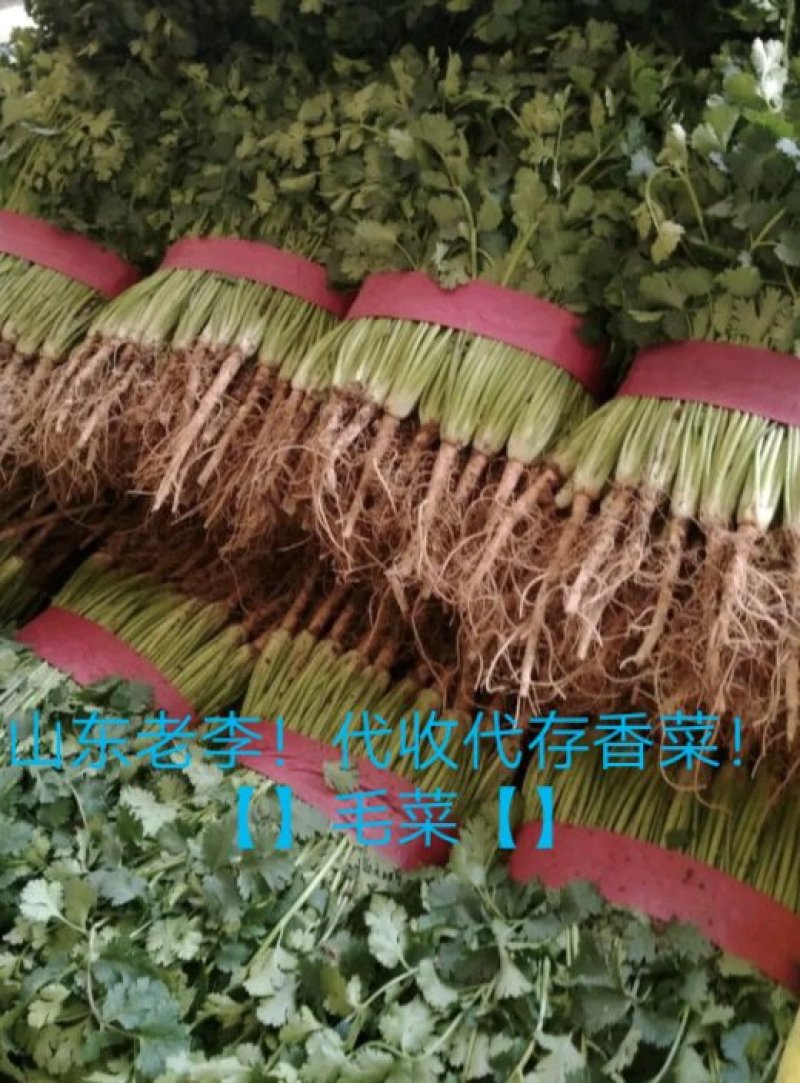 【香菜】代发代收代存【毛菜】全国各地！！山东老李！