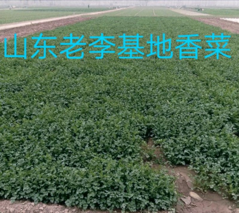 【香菜】代发代收代存【毛菜】全国各地！！山东老李！