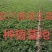 【香菜】代发代收代存【毛菜】全国各地！！山东老李！