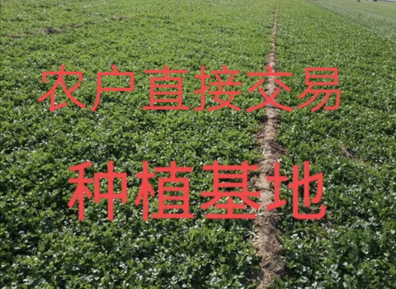【香菜】代发代收代存【毛菜】全国各地！！山东老李！