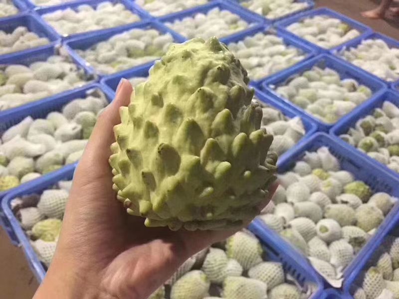 台湾释迦果