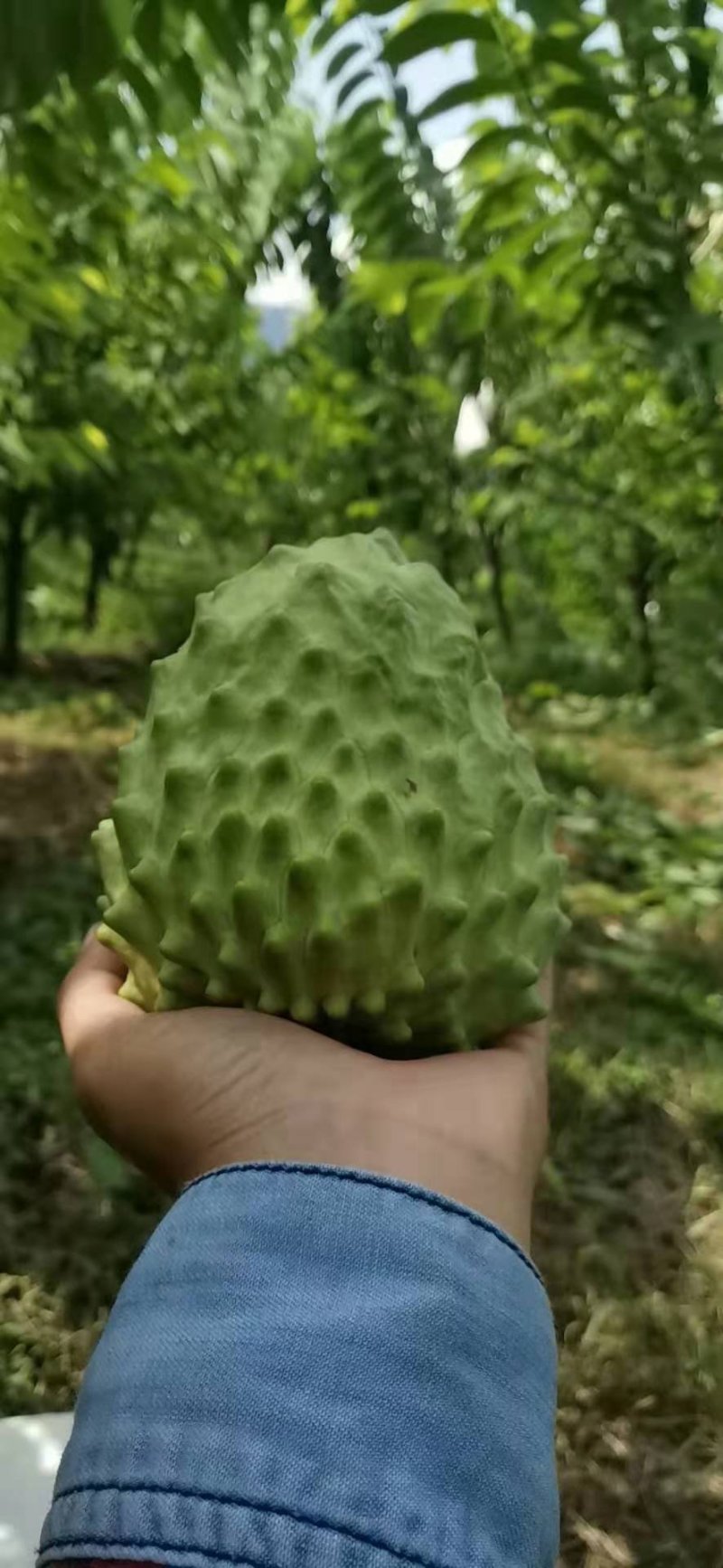 台湾释迦果