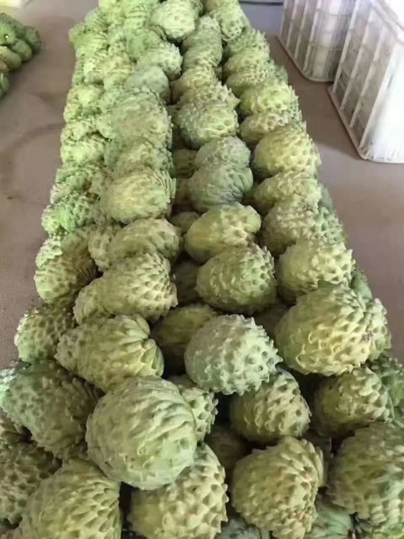 台湾释迦果