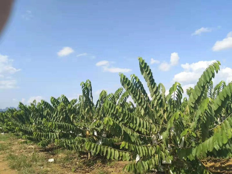 台湾释迦果