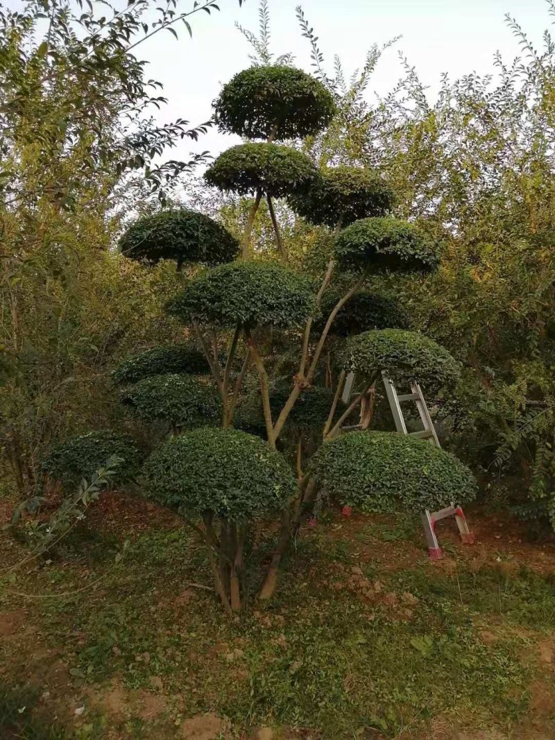 造型女贞树/女贞造型树/景观树/河南造型树基地直发