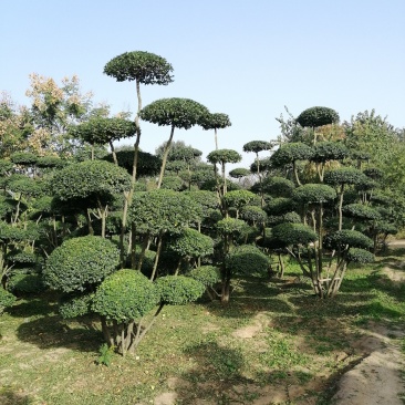 造型女贞树/女贞造型树/景观树/河南造型树基地直发