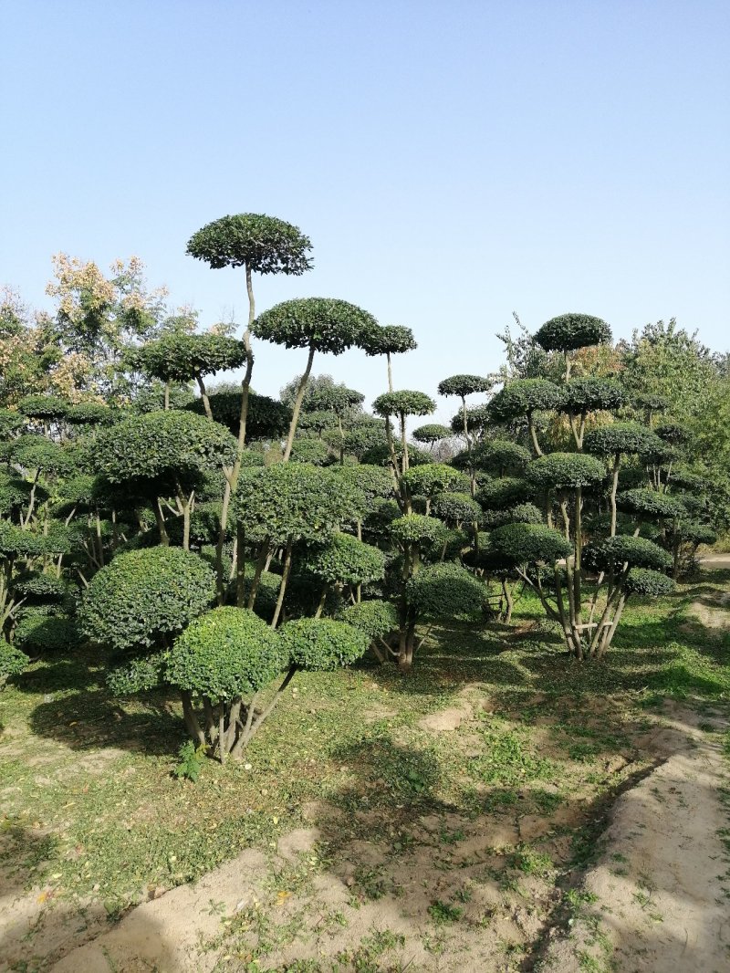 造型女贞树/女贞造型树/景观树/河南造型树基地直发